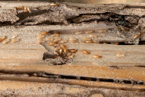 Best Spider Control Near Me  in Inez, TX