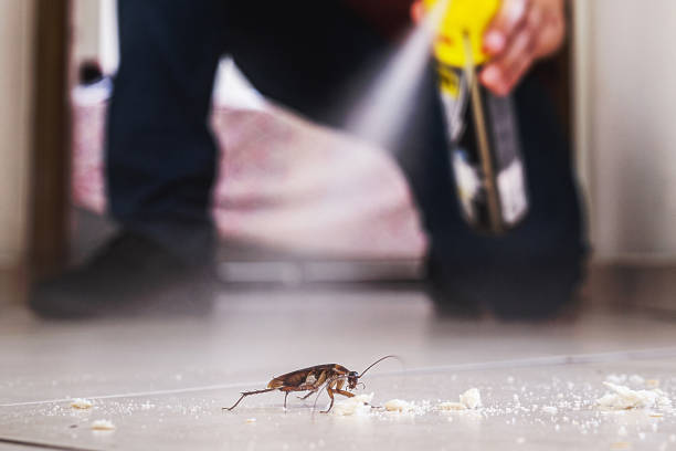 Best Spider Control Near Me  in Inez, TX