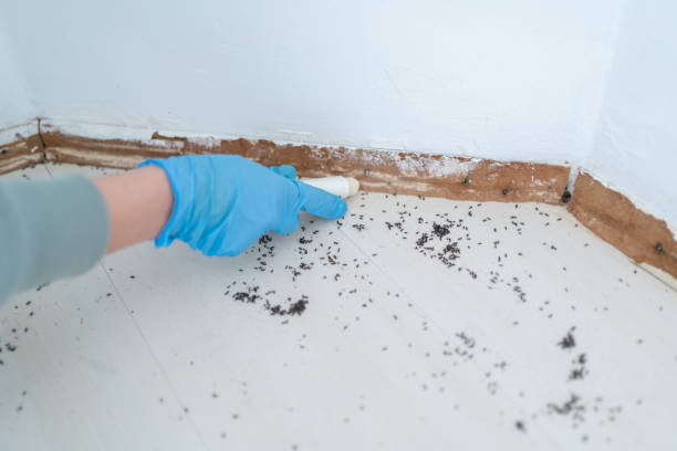  Inez, TX Pest Control Pros